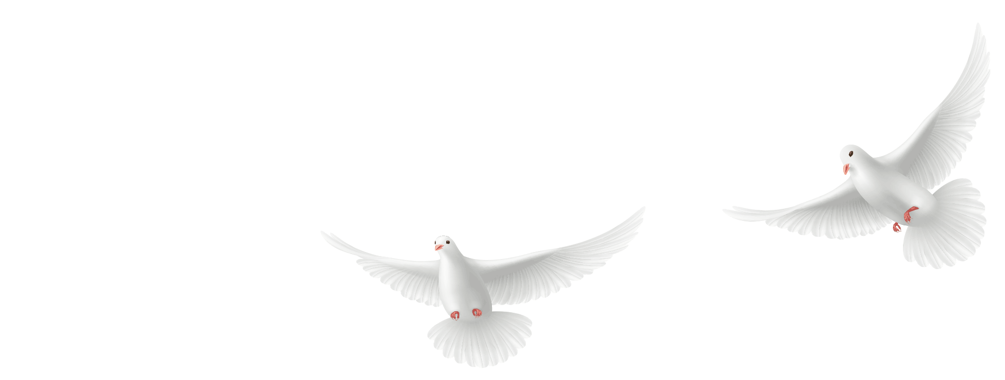 Pigeons-deux